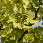 Ginkgo – Schönheit mit ungeahnten Heilkräften