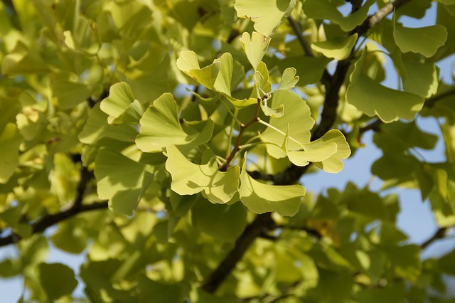 Ginkgo – Schönheit mit ungeahnten Heilkräften