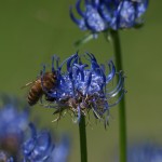 Teufelskralle – lindert viele Beschwerden