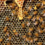 Gelee Royale: Die königlichen Säfte der Bienen