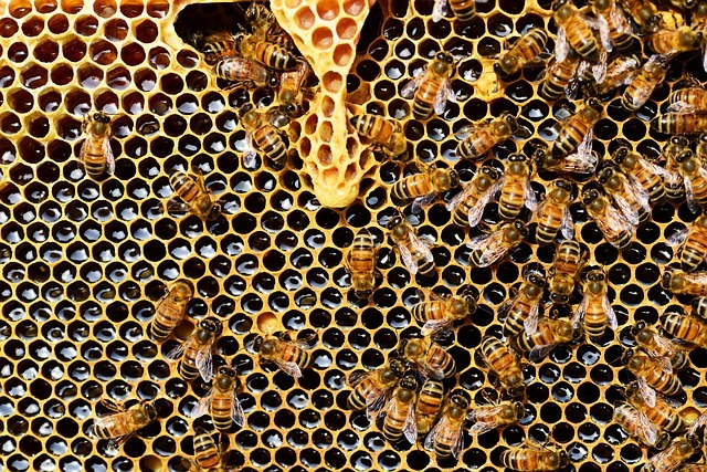 Gelee Royale: Die königlichen Säfte der Bienen