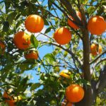 Citrusricus: Orangenbaum-Patenschaft übernehmen