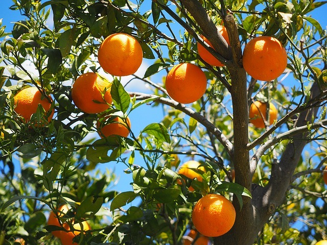 Citrusricus: Orangenbaum-Patenschaft übernehmen