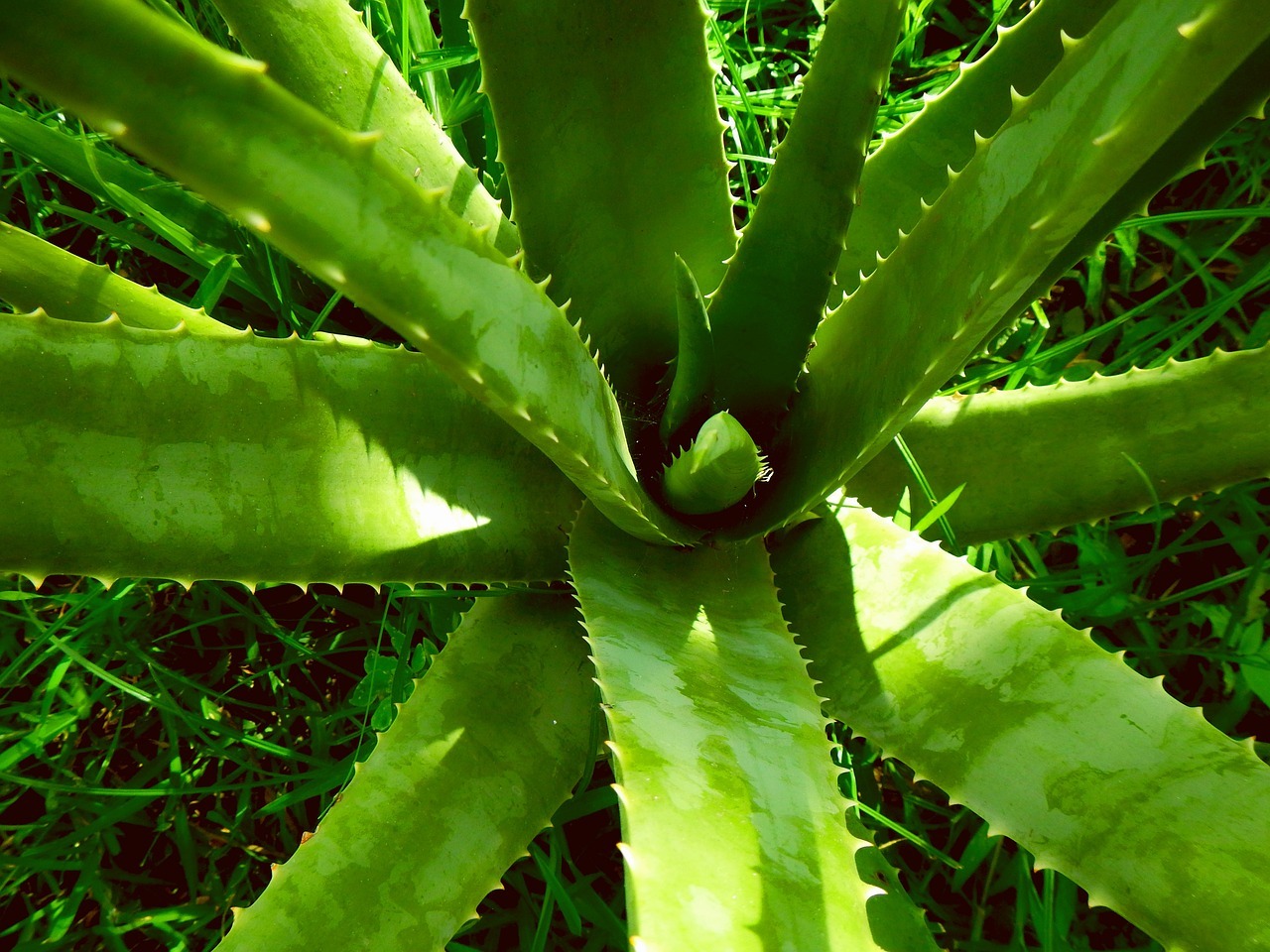 Aloe Vera für die Schönheit: Sinnvoll oder nur ein Hype?