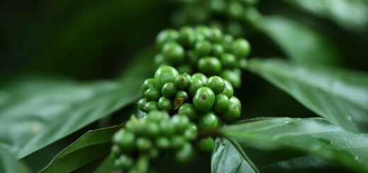 Geschichte des Kaffees und warum wir so süchtig danach sind